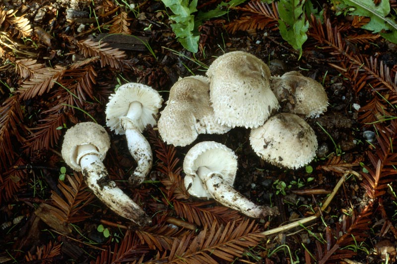 Leucoagaricus barssii